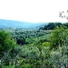 bordoli5