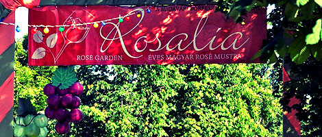 Rosalia-1