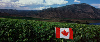 7 milliárd dollárt hoz a kanadai gazdaságnak a bor